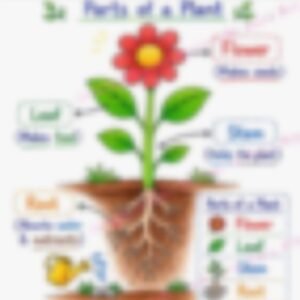 Class 1 EVS Worksheet: Plant - page 1 preview
